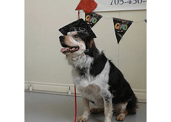 Barrie dog trainer The Dog Nanny Canine Training Academy