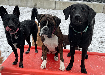 Port Coquitlam pet grooming The Dog Patch