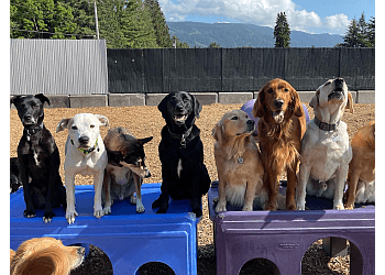 Port Coquitlam pet grooming The Dog Patch