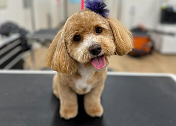 Sherwood Park pet grooming The Grooming Studio