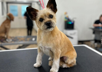 Sherwood Park pet grooming The Grooming Studio