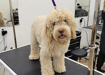 Sherwood Park pet grooming The Grooming Studio image 1