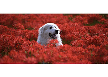 Edmonton Promeneurs De Chiens The Leash Team Inc.