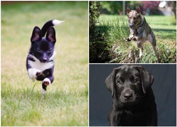 Victoria dog trainer Naughty Dogge