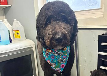 Stratford pet grooming The Paw Parlour's Pet Grooming