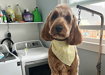 Stratford pet grooming The Paw Parlour's Pet Grooming
