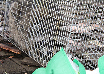 North Vancouver pest control The Pest Maven