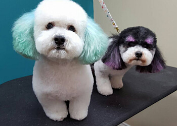 Edmonton pet grooming The Posh Paw Pet Spa