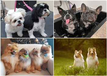 Edmonton pet grooming The Posh Paw Pet Spa