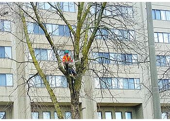 Mississauga Services d'arboriculteur The Real Tree Masters Inc.