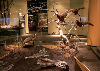 St Johns places to see The Rooms