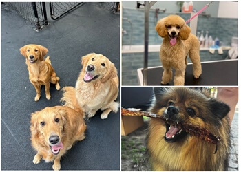 Aurora dog trainer The Social Pup