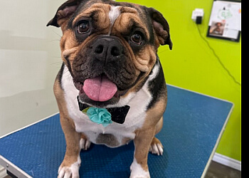 Caledon pet grooming The Spaw Grooming Salon