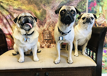 Grande Prairie Salons de Toilettage Pour Animaux De Compagnie The Tortoise and The Hair Canine Vitality Centre