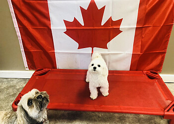 Grande Prairie Salons de Toilettage Pour Animaux De Compagnie The Tortoise and The Hair Canine Vitality Centre