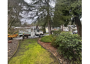 Coquitlam tree service The Tree People
