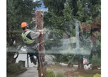 Coquitlam tree service The Tree People