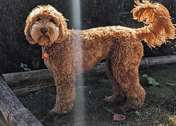 Abbotsford pet grooming The Unleashed Boutique