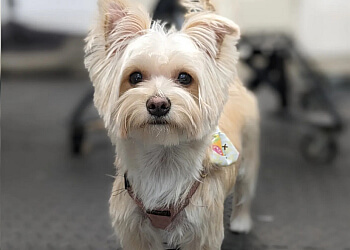 Abbotsford pet grooming The Unleashed Boutique