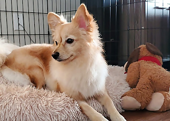 New Westminster pet grooming Tiffany's Grooming Salon