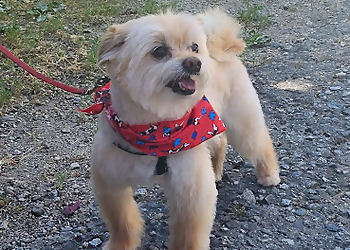 New Westminster pet grooming Tiffany's Grooming Salon