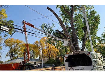 Regina Tree Services Tilly's Tree Services Inc.