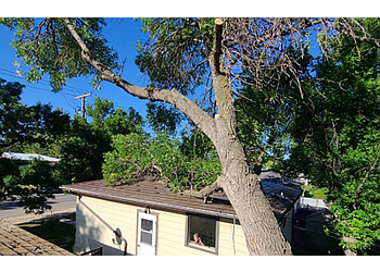 Regina Tree Services Tilly's Tree Services Inc.