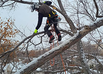 Medicine Hat Services d'arboriculteur Timber Knights Tree Service Ltd.
