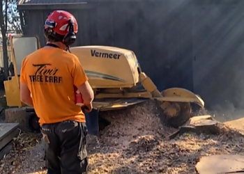 Tim’s Tree Care Inc. - Stratford, ON Services d'arboriculteur - Team Working Image