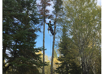 Victoria tree service Tip Top Tree Service Ltd.