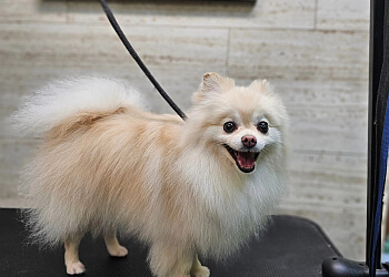 Montreal pet grooming Toilettage Bellechasse