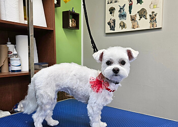 Montreal pet grooming Toilettage Bellechasse