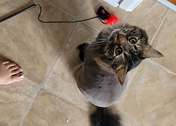 Toilettage Comportemental Daisy'Jo - Drummondville, QC Salons de Toilettage Pour Animaux De Compagnie - Service Image