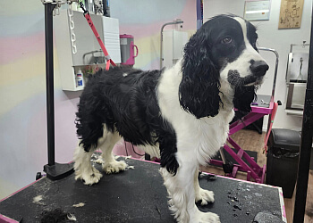 Shawinigan pet grooming Toilettage Evelyne