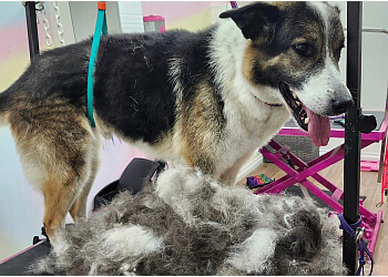 Shawinigan pet grooming Toilettage Evelyne