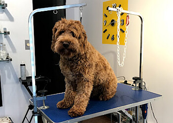 Drummondville pet grooming Toilettage Izanimo