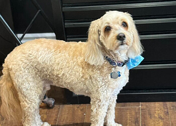 Drummondville pet grooming Toilettage Izanimo