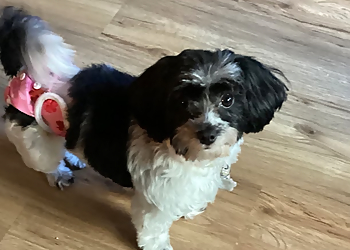 Toilettage Kanizen - Saint Jean sur Richelieu, QC Salons de Toilettage Pour Animaux De Compagnie - Service Highlights