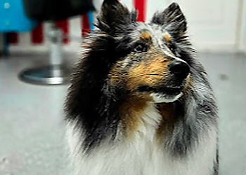 Shawinigan pet grooming Toilettage Paluches & Compagnie