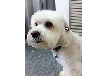 Shawinigan pet grooming Toilettage Paluches & Compagnie