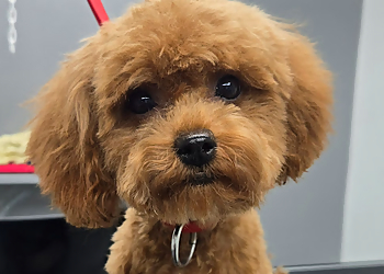 Shawinigan pet grooming Toilettage Paluches & Compagnie