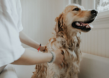 Sherbrooke pet grooming Toilettage Poil De Pluche