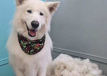 Sherbrooke pet grooming Toilettage Poil De Pluche