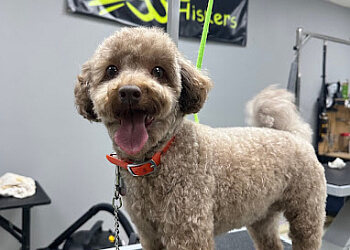 Laval pet grooming Toilettage Whiskers