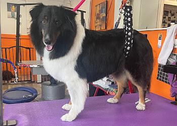 Saint Jean sur Richelieu Salons de Toilettage Pour Animaux De Compagnie Toilettage chez Waka