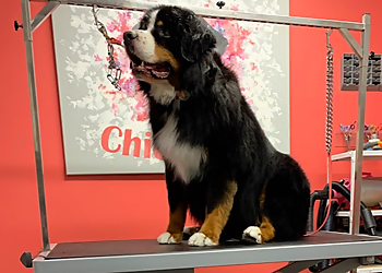 Toilettage chic canin - Sherbrooke, QC Pet Grooming - Field Work Image