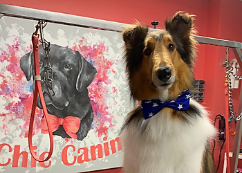 Toilettage chic canin Toilettage chic canin - Sherbrooke, QC Pet Grooming - Service Image