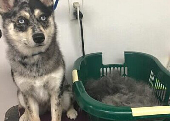 North Vancouver pet grooming Top Dog Grooming & Photography