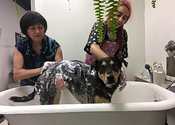 North Vancouver pet grooming Top Dog Grooming & Photography