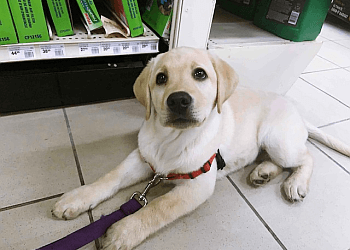 Barrie dog trainer Top Dog K9 Services